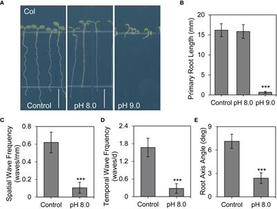 Alkaline stress reduces root waving by regulating PIN7 vacuolar transport